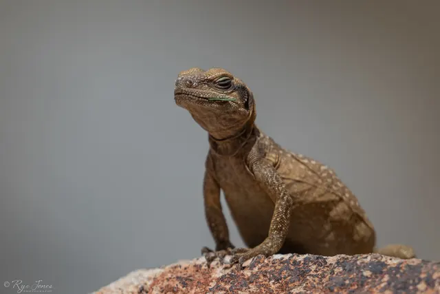 Common Chuckwalla at Zion National Park