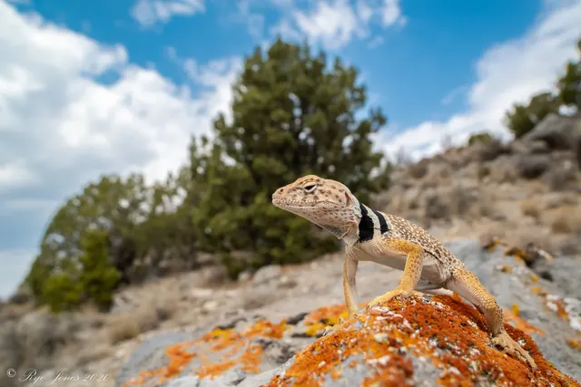 Collared Lizard at Zion National Park
