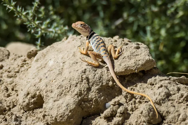 Collared Lizard at Zion National Park