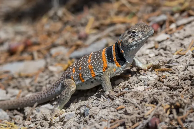 Collared Lizard at Zion National Park