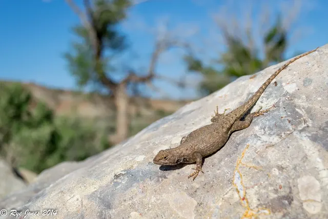 Plateau Lizard at Zion National Park