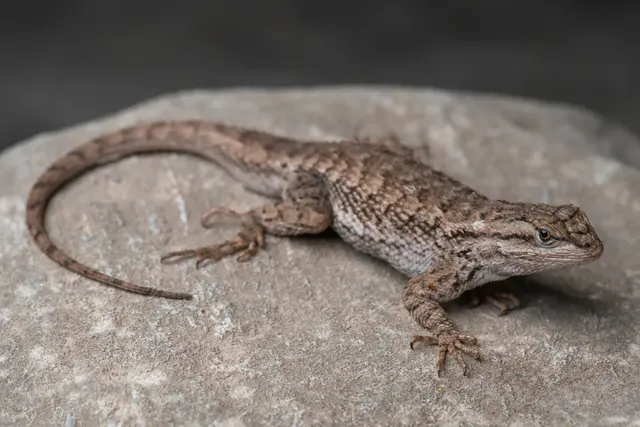 Plateau Lizard at Zion National Park