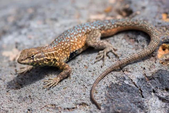Side-blotched Lizard at Zion National Park