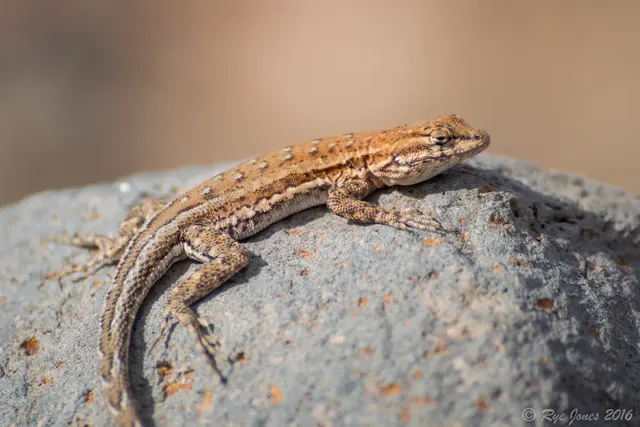 Side-blotched Lizard at Zion National Park