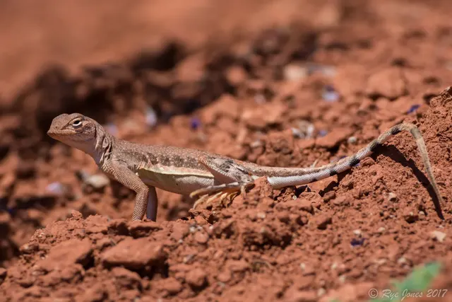 Zebra-tailed Lizard at Zion National Park