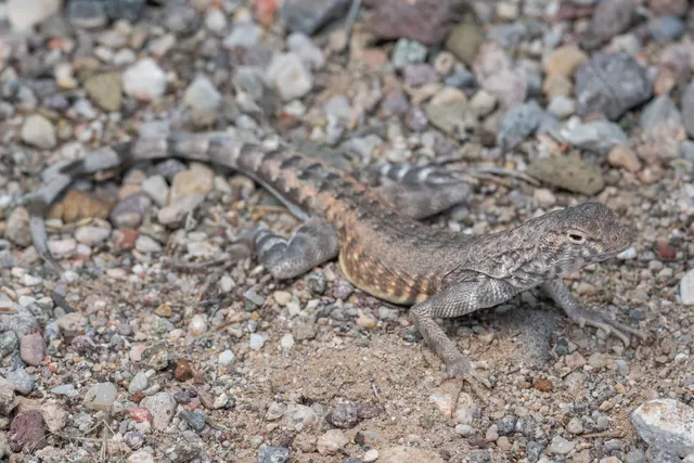 Zebra-tailed Lizard at Zion National Park
