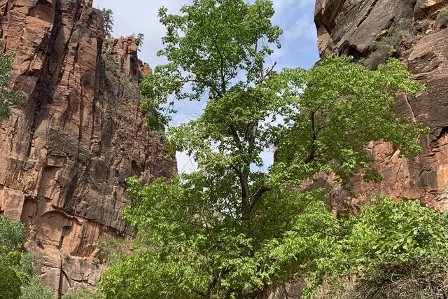 A bright green cottonwood between tall red canyon walls under a scattered-cloud sky