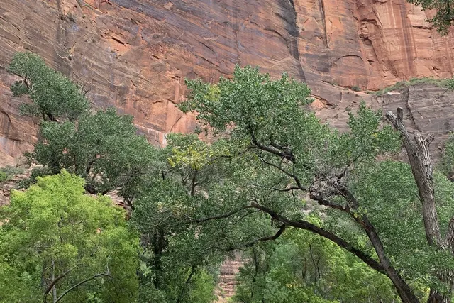 A paved road curving through green cottonwoods below a tall red cliff