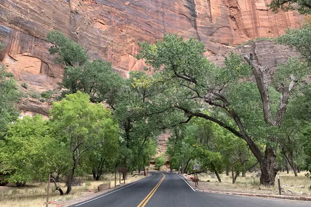 A two-lane road with a yellow center line passing under leafy cottonwoods and red rock