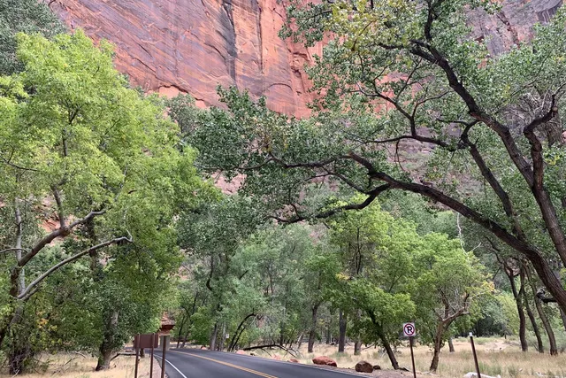 Cottonwood branches arching over an empty road below a red sandstone wall