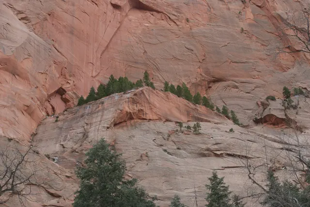 A pale red sandstone wall with a few evergreens growing from its ledges