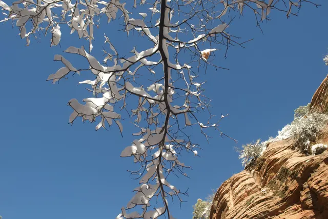 A bare branch dusted with snow against a deep blue sky