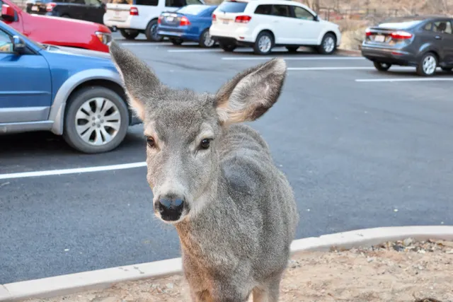 Mule Deer at Zion National Park