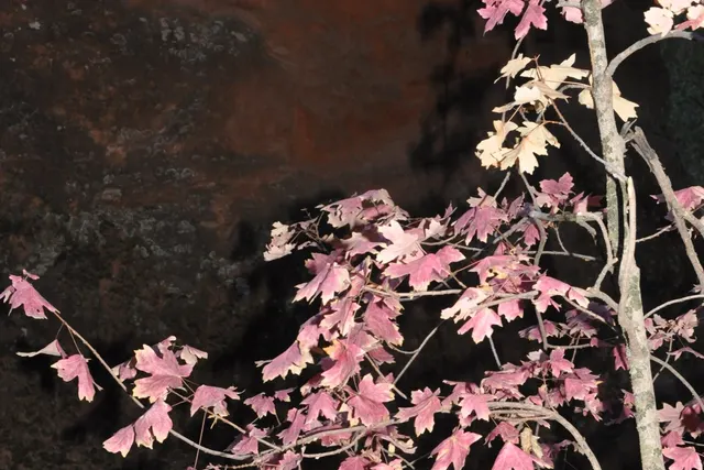 Pink autumn leaves on a bare branch against dark rock