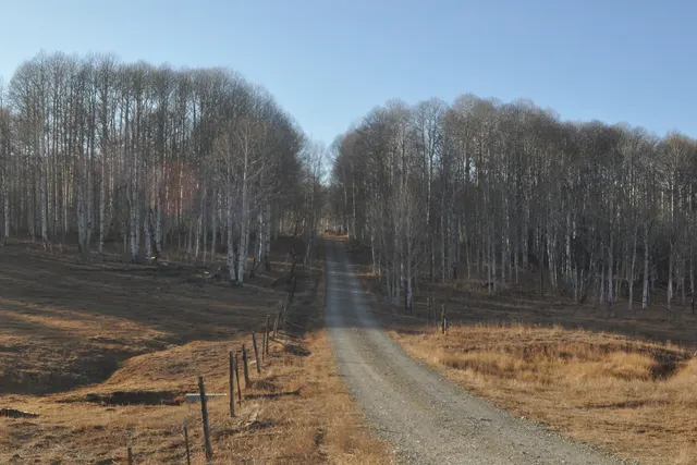 A dirt road running between bare white-trunked aspen trees