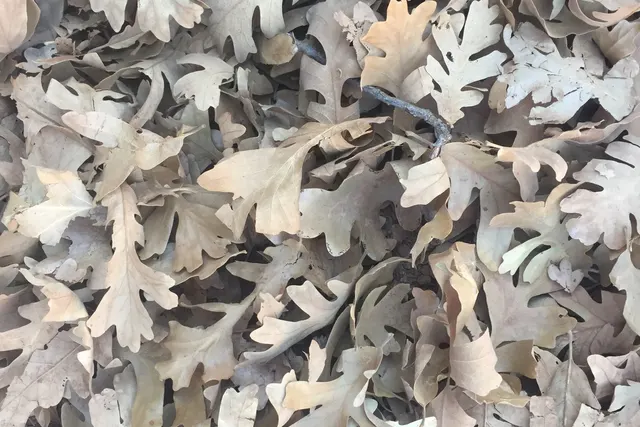 Close-up of fallen gray oak leaves on the ground