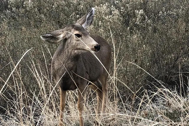 Mule Deer at Zion National Park