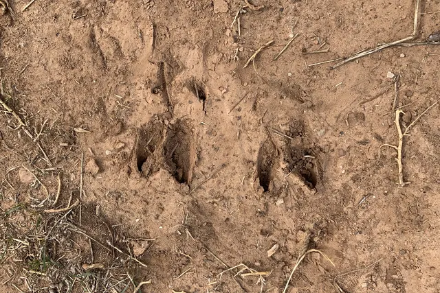 Animal tracks pressed into damp red dirt