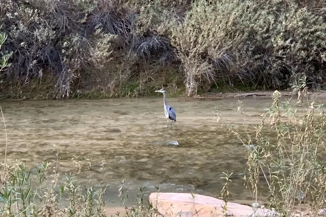 A great blue heron standing in a shallow, slow stretch of river beside reeds