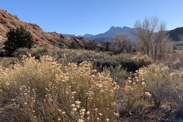 A field of golden shrubs with a jagged mountain range beyond