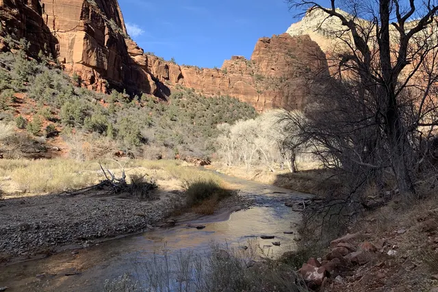 A river curving below red cliffs beside a bare cottonwood