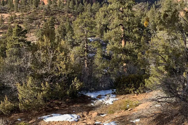 Pines and a small stream with patches of snow below a red sandstone cliff