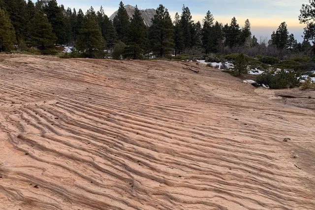 Rippled pink sandstone slickrock with pine trees at its edge
