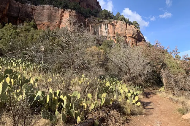 A red sandstone cliff above prickly pear cactus and dry shrubs