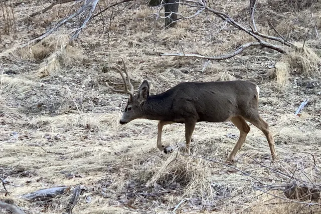 Mule Deer at Zion National Park