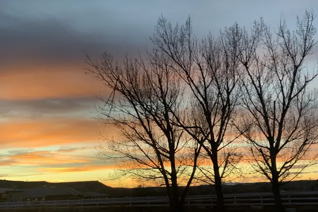 Bare cottonwood trees in silhouette against an orange sunset sky