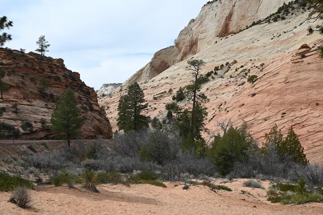Cross-bedded white and red sandstone cliffs above scrub and pine trees