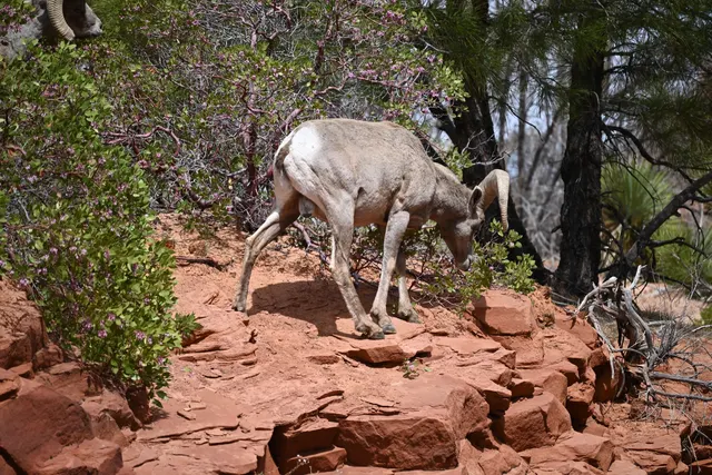 A desert bighorn sheep picking its way across red sandstone ledges