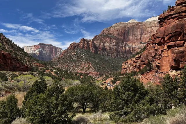 Desert Bighorn Sheep at Zion National Park