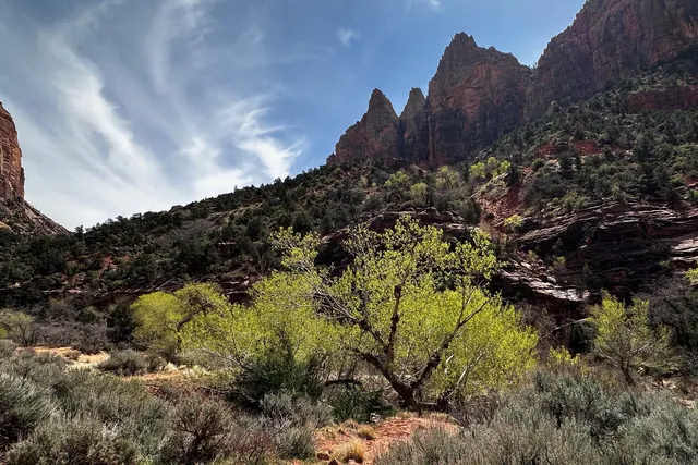 Desert Bighorn Sheep at Zion National Park