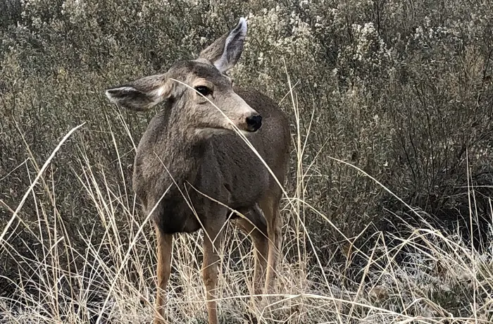 Mule deer at Zion National Park